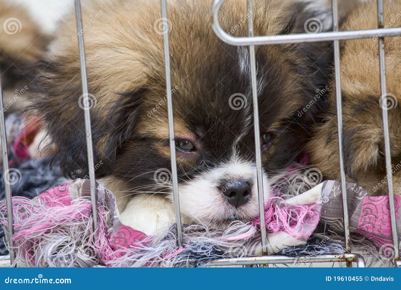 Puppies in a cage stock image. Image of cruelty, cruel 19610455