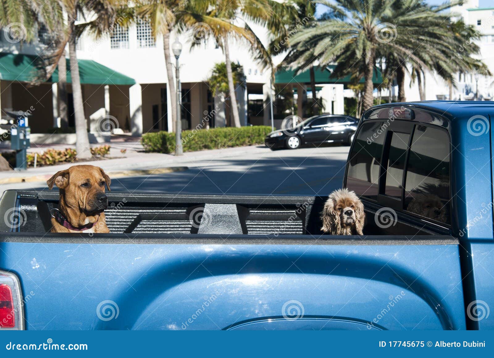 Puppies in the car stock image. Image of carnivore, canine 17745675