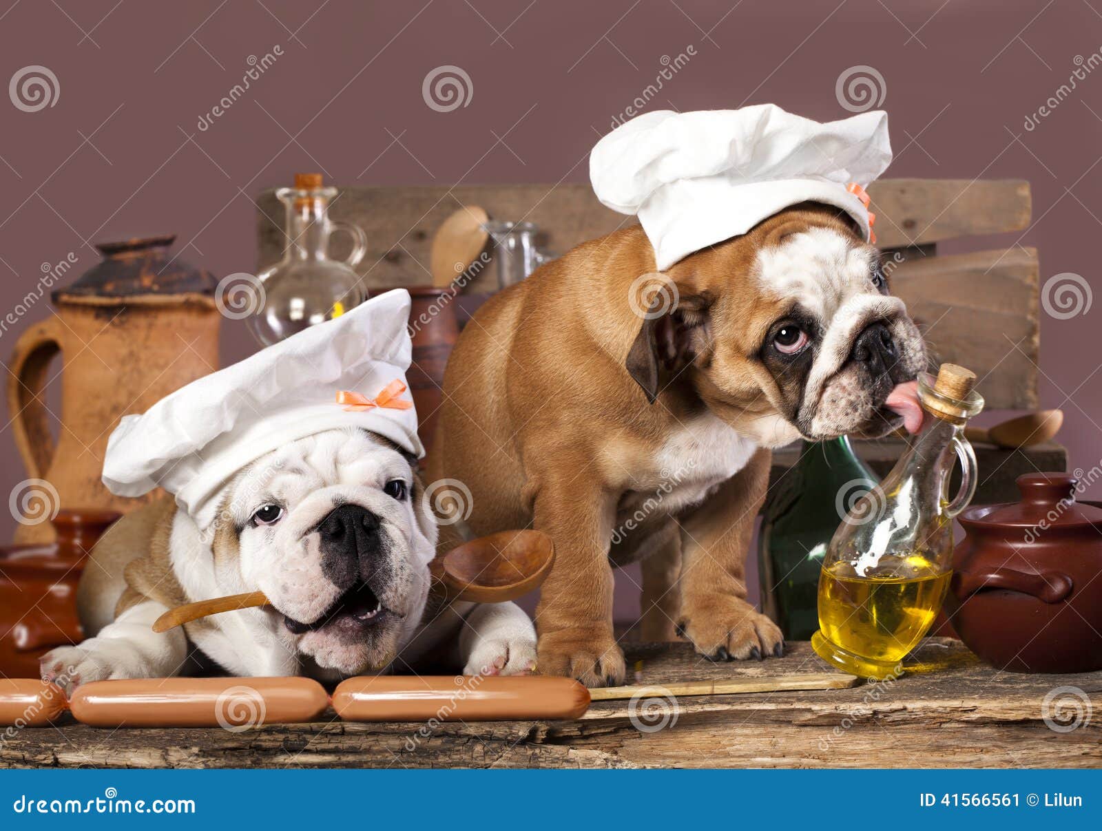 Puppies in chef s hat stock image. Image of face, dressed - 41566561
