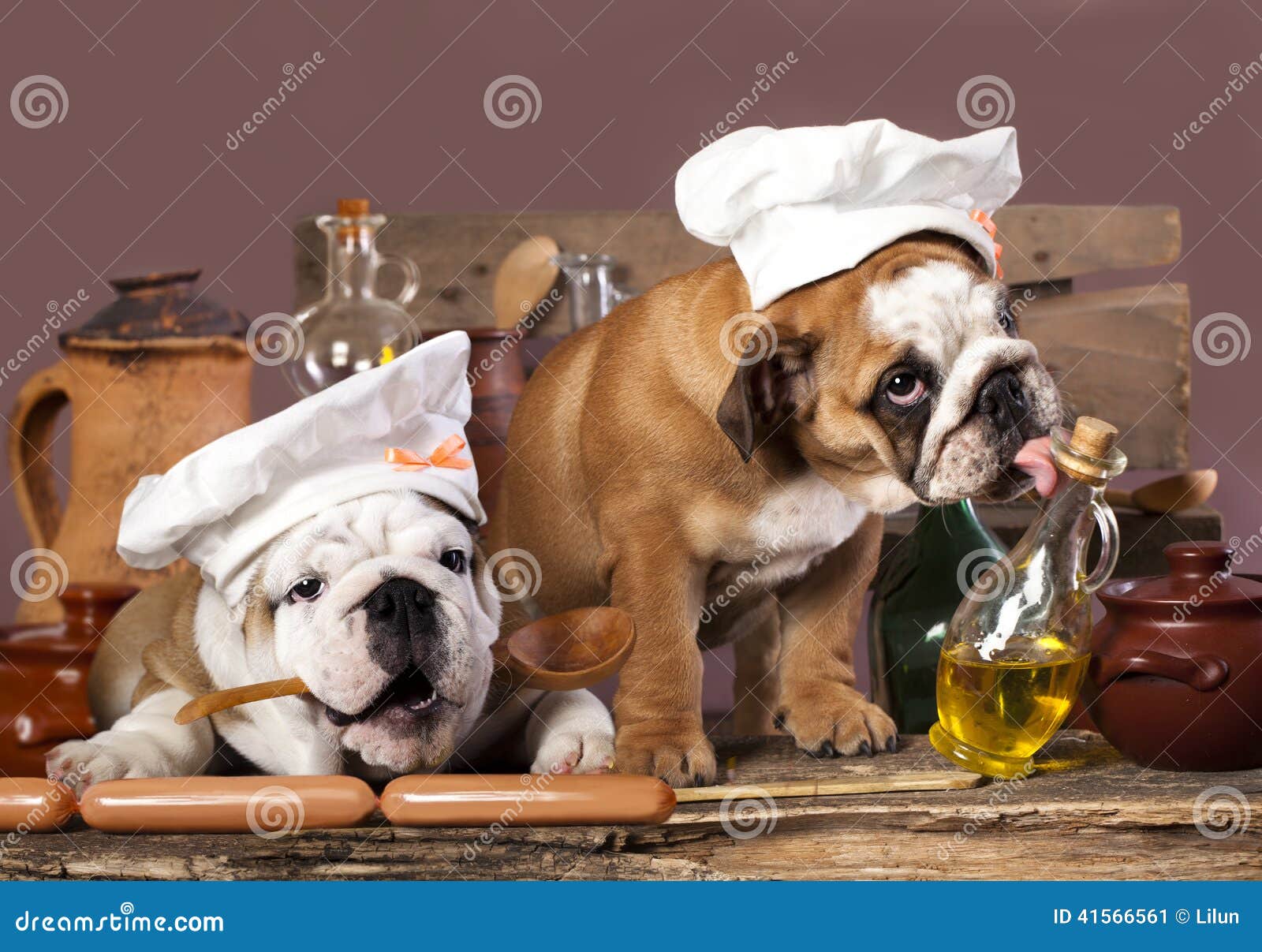 Puppies In Chef's Hat Stock Photo - Image: 41566561 Puppies In Chef's Hat Stock Photo - Image: 41566561