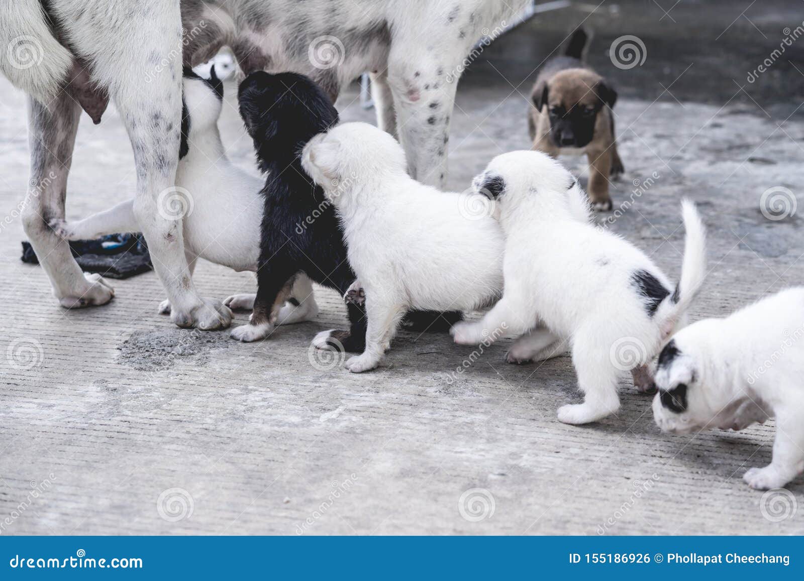 Puppies are Eating Breast Milk Stock Photo Image of mother, doggy