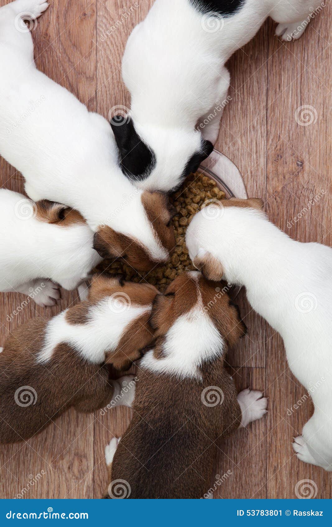 Puppies are eating stock image. Image of friend, hungry 53783801