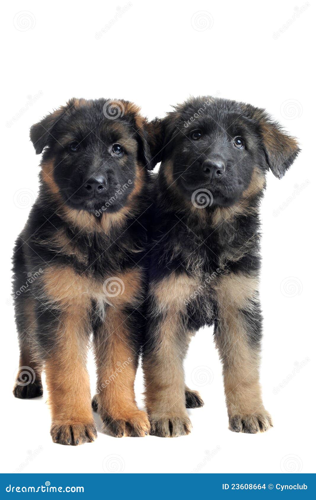 Puppies german shepherd stock photo. Image of white, german - 23608664