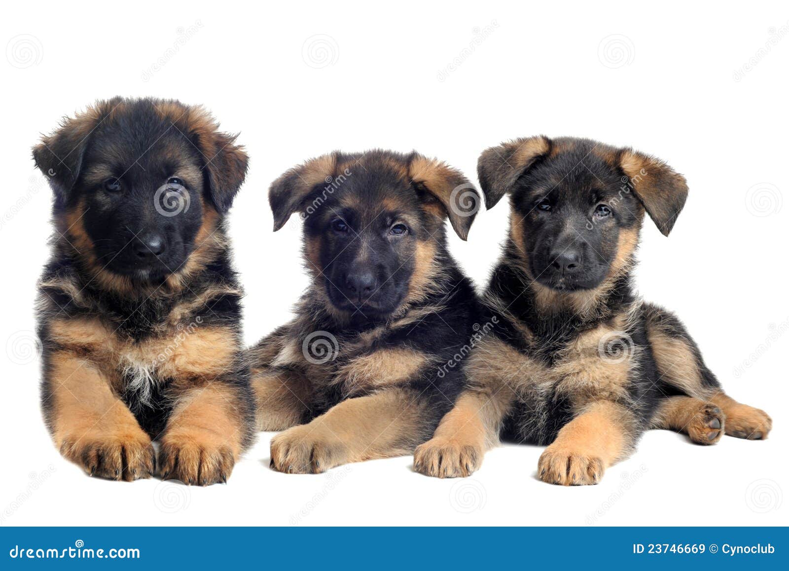 Puppies german shepherds stock image. Image of puppies - 23746669