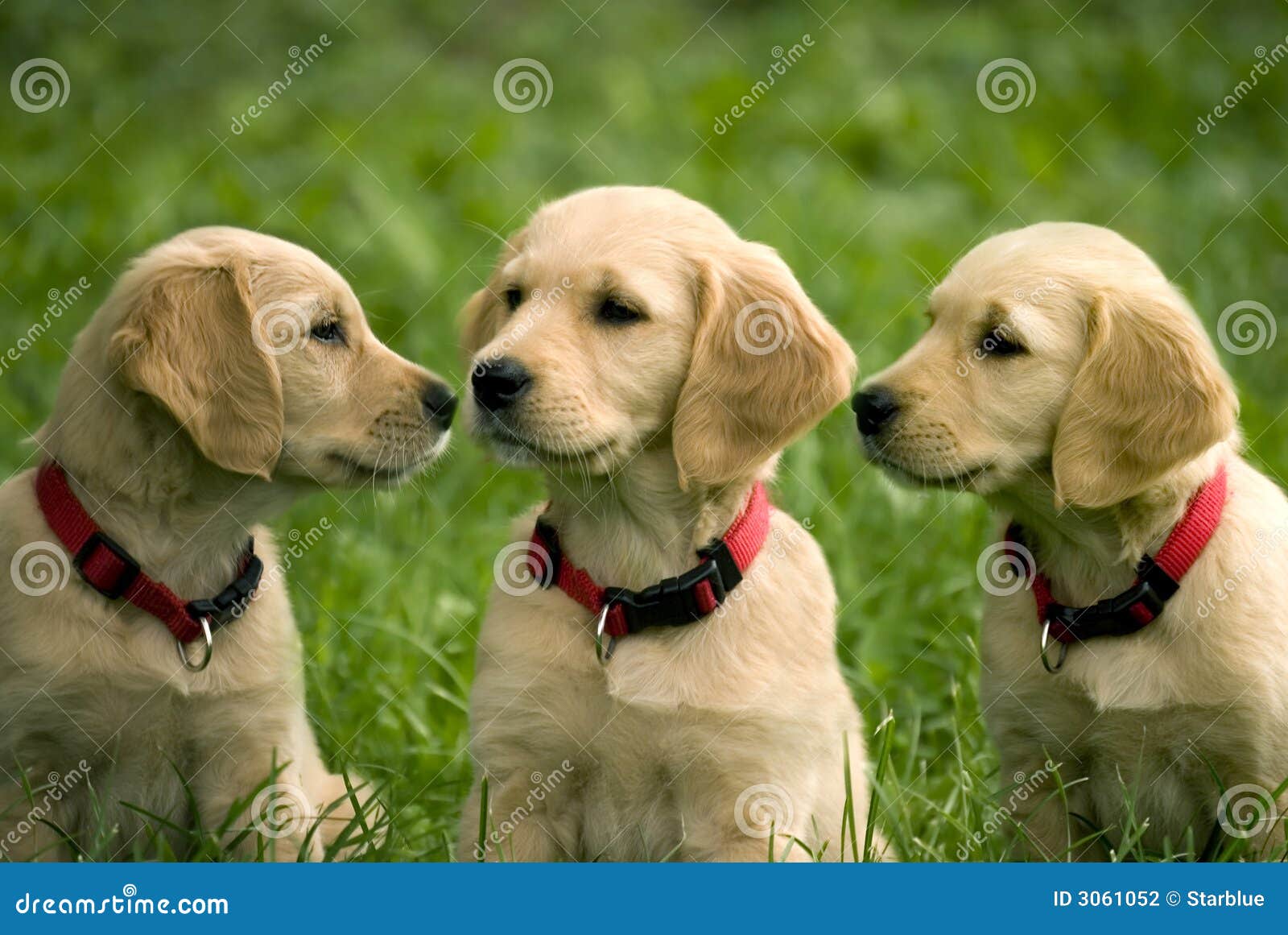 puppies of golden retriever