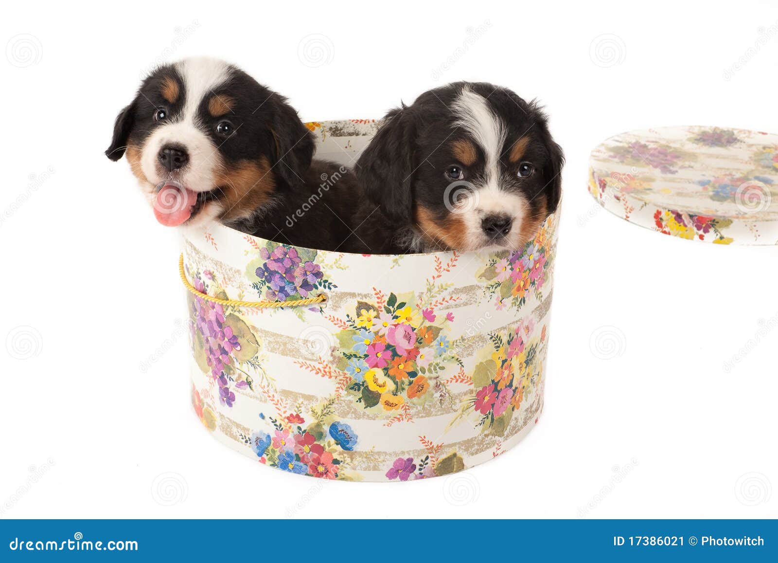 Puppies in hat box stock image. Image of pedigree, small 17386021