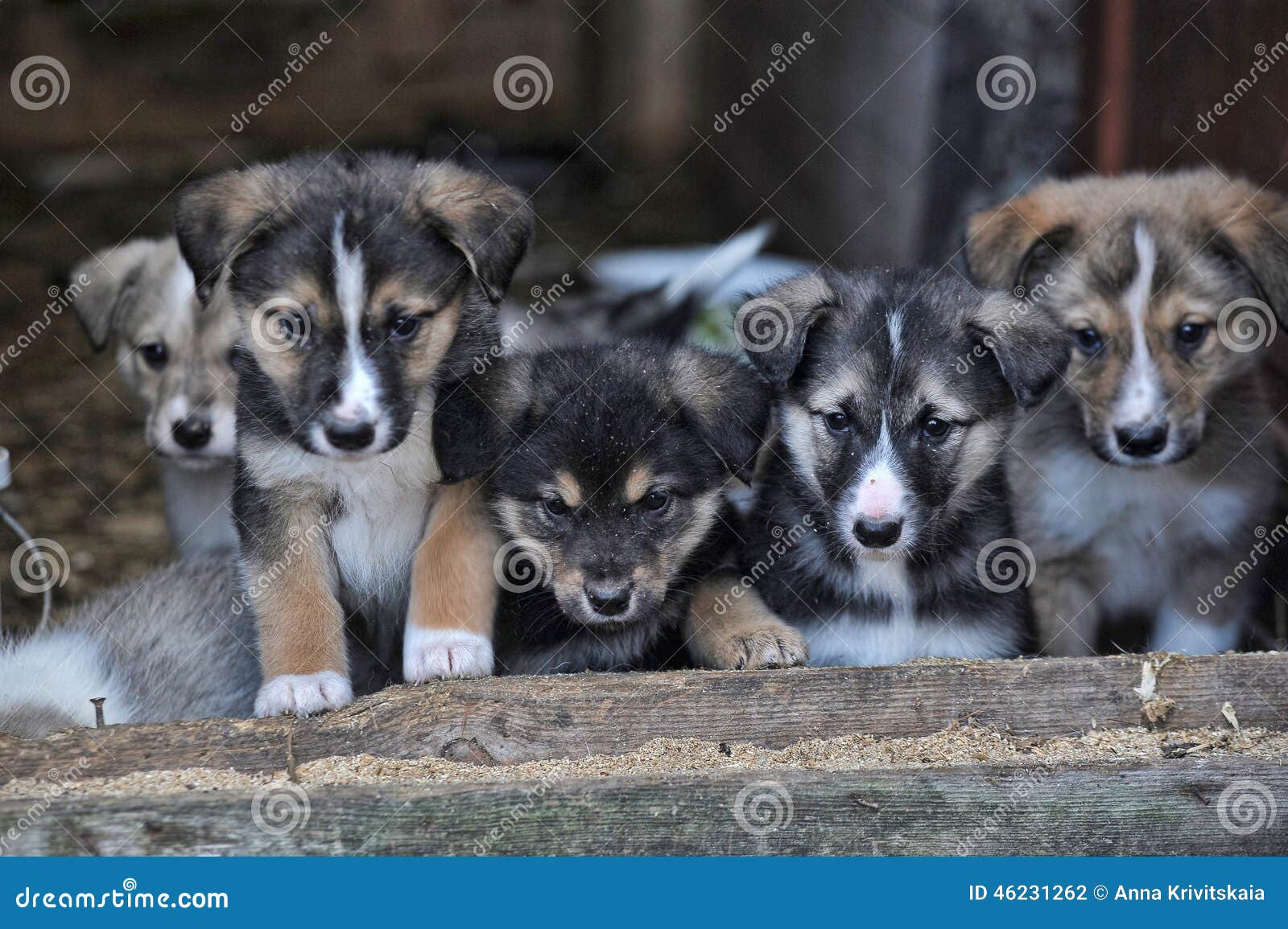 Puppies stock photo. Image of english, abandonned, glance 46231262