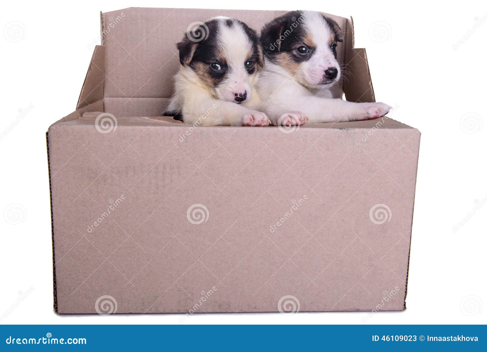puppies mestizo in box