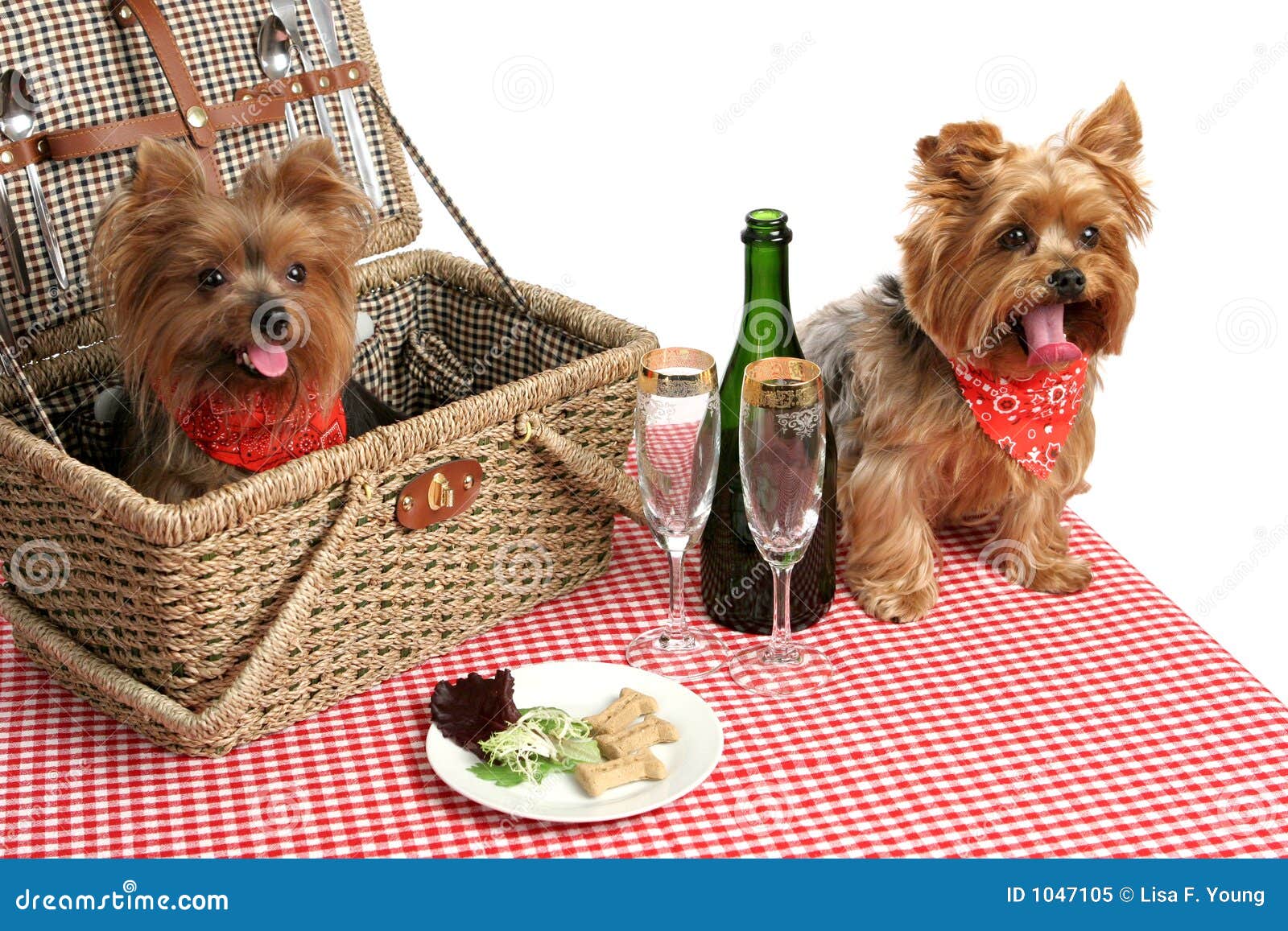 Puppies on Picnic stock image. Image of spoon, checkered 1047105