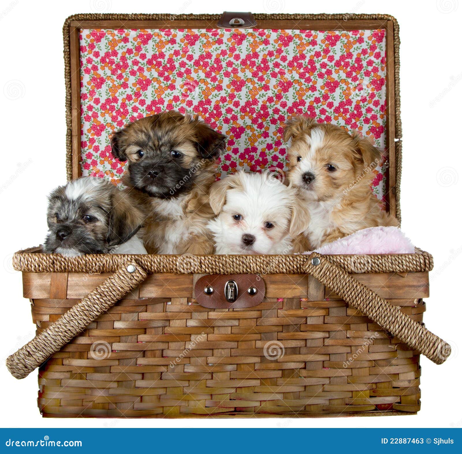 Puppies in a Picnic Basket stock image. Image of basket 22887463