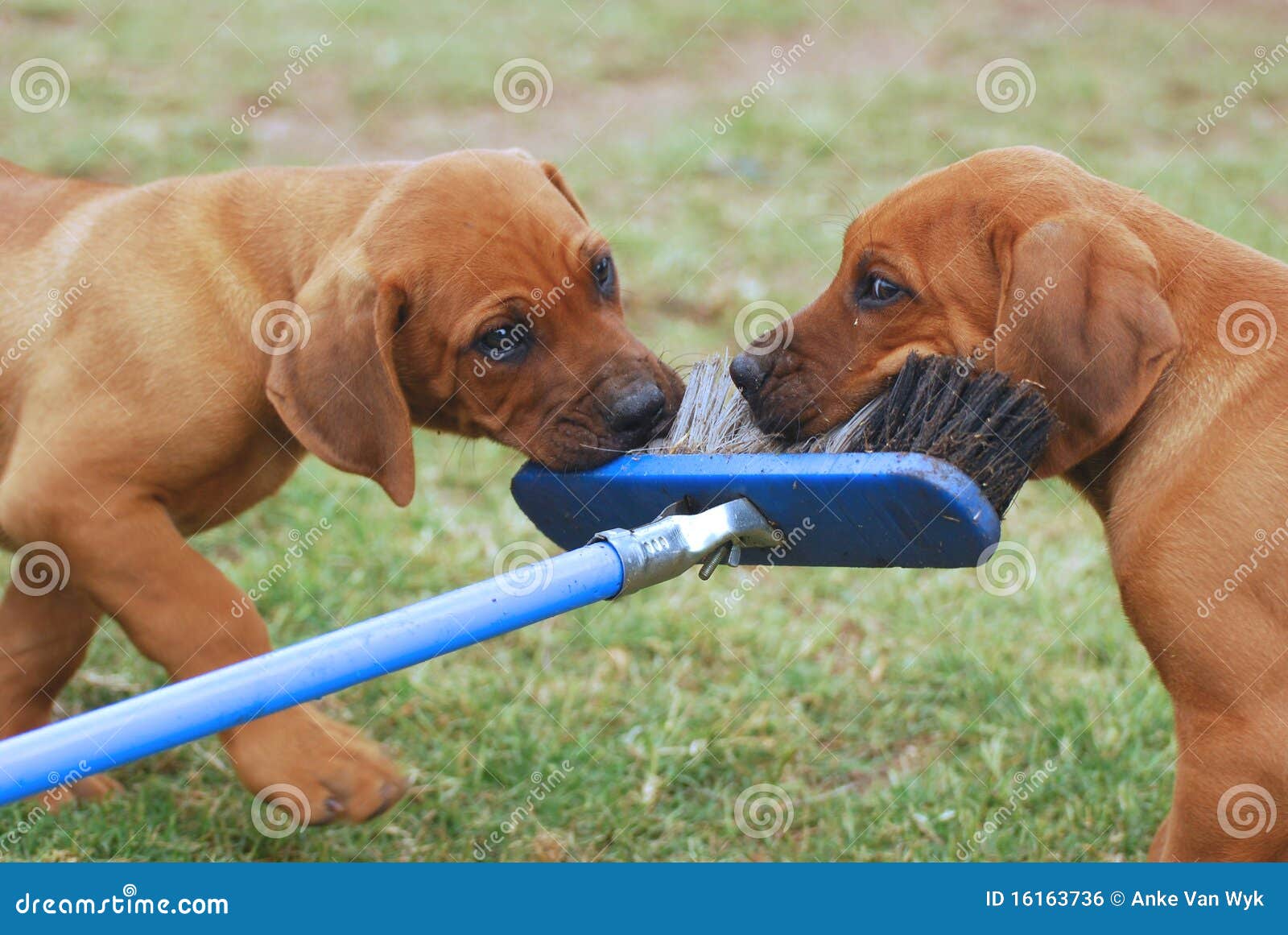 puppies playing with broom