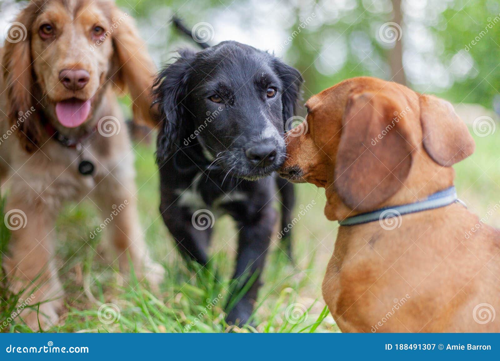 puppies playing together in doggy day dare