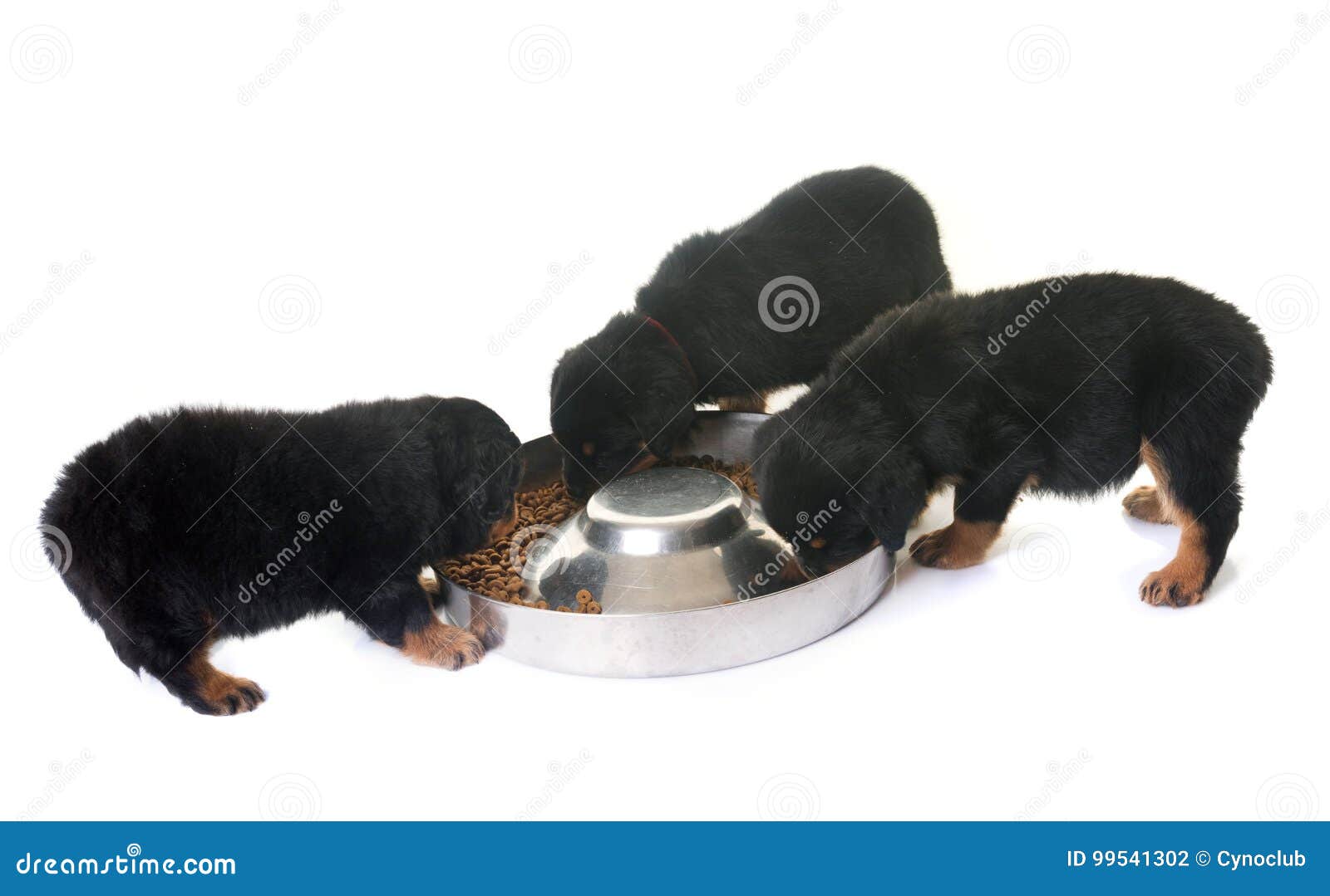 Puppies rottweiler eating stock photo. Image of little 99541302