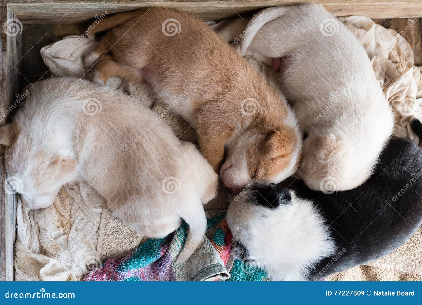 Should Puppies Sleep Together