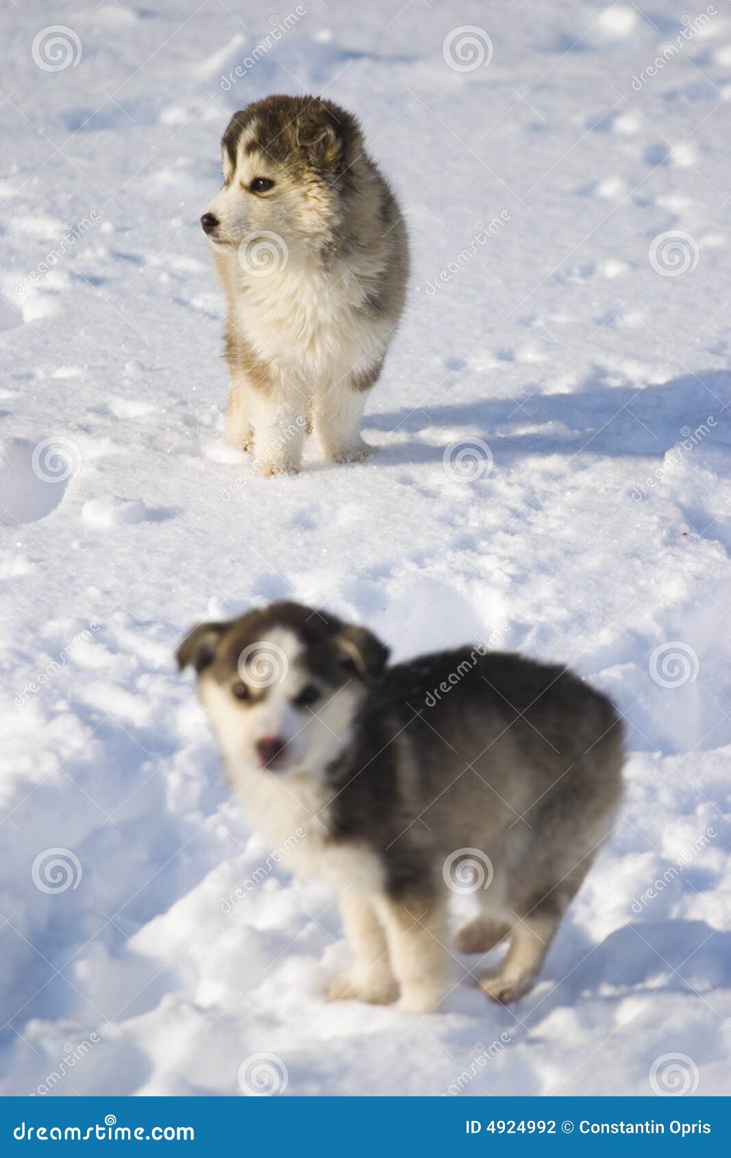 Puppies in snow stock photo. Image of stood, animals, humorous - 4924992