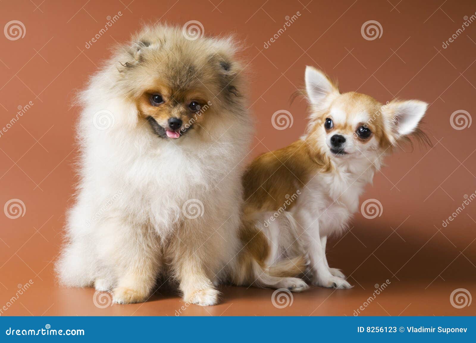 Dog Puppies Spitz Chihuahua Stock Images Download 17 Photos