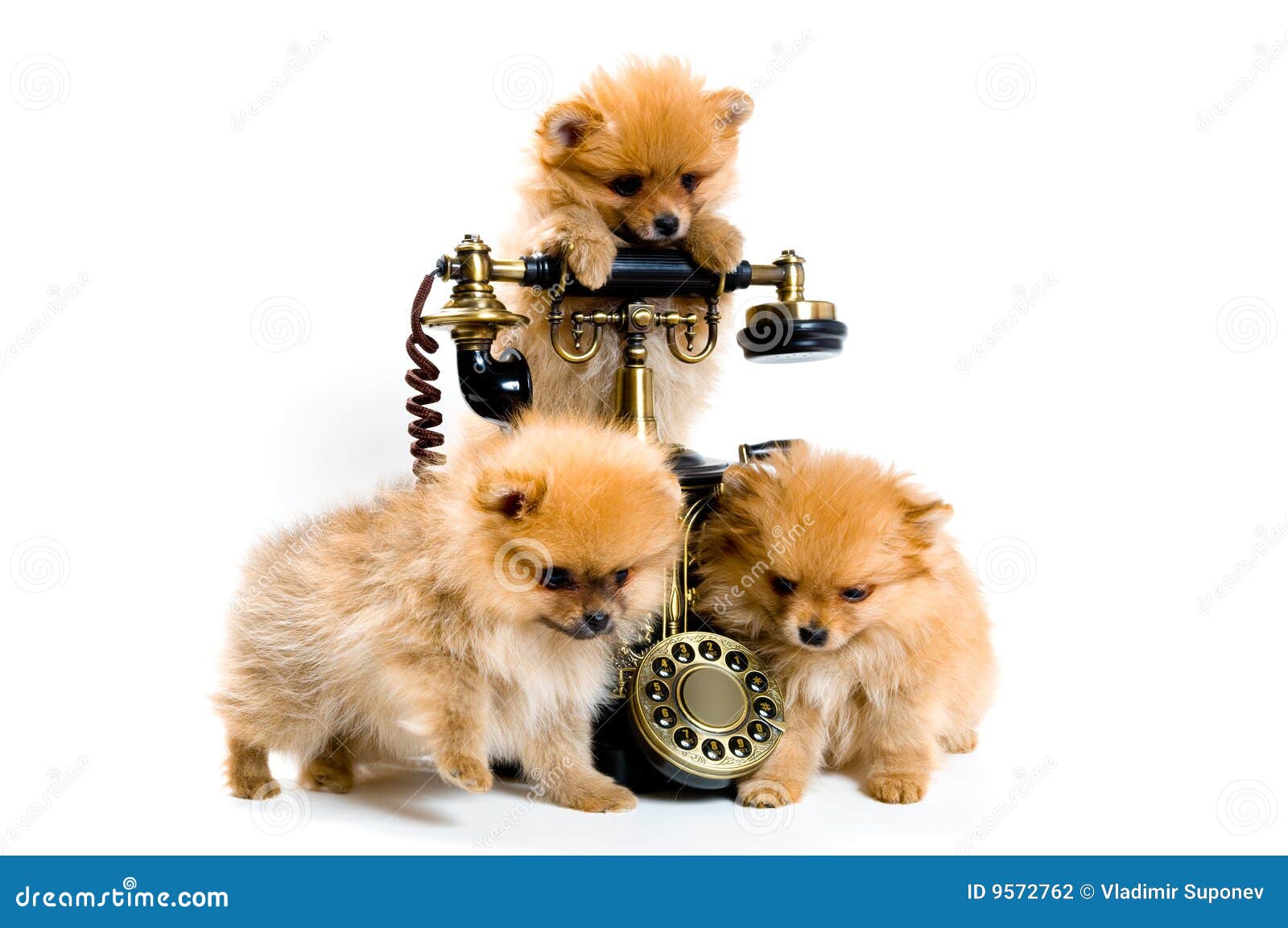 Puppies of a Spitzdog with Phone Stock Photo Image of telephone