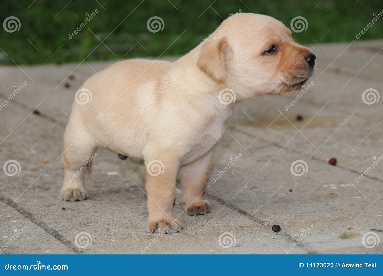 Puppy stock photo. Image of labrador, companion, friend 14123026