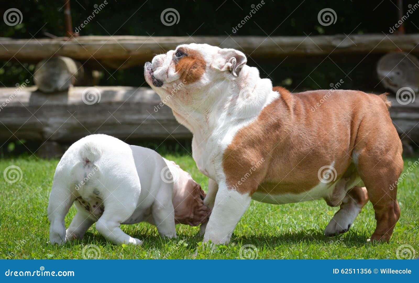 Puppy And Adult Dog Playing Stock Photo Image Of Outside Animals