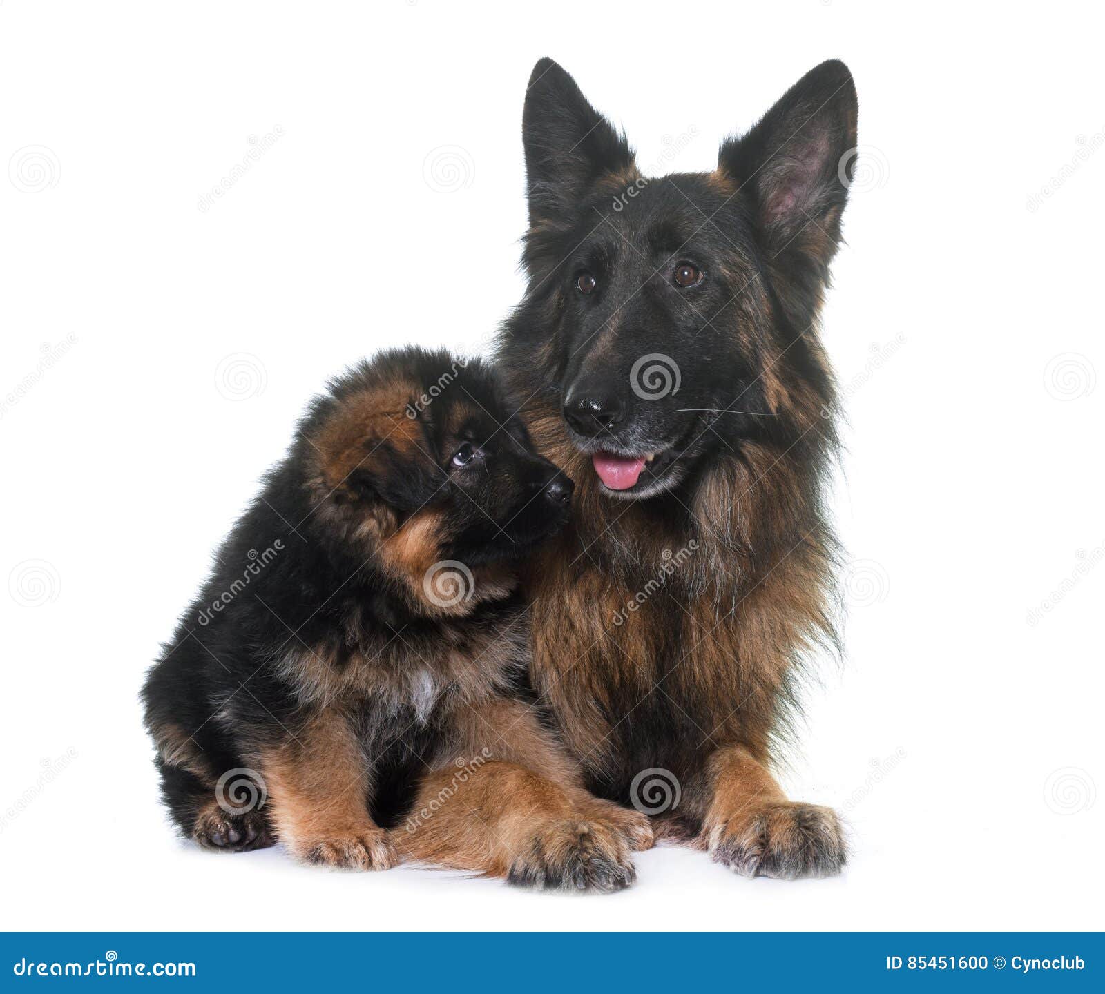 Puppy and Adult German Shepherd Stock Photo - Image of female, hair ...