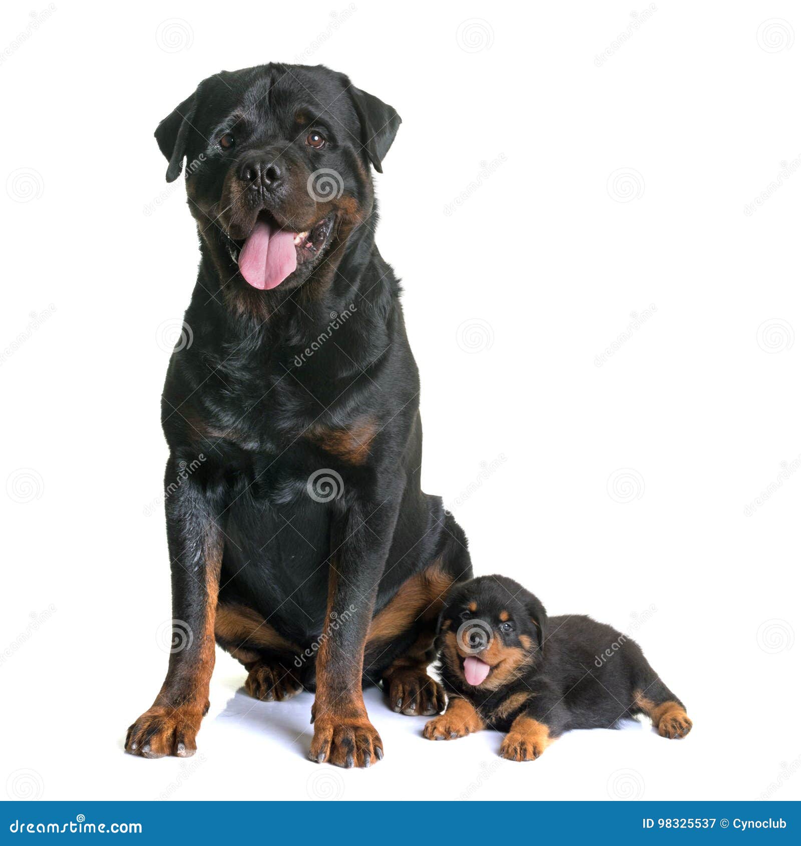 Puppy And Adult Rottweiler Stock Image Image Of Background 98325537