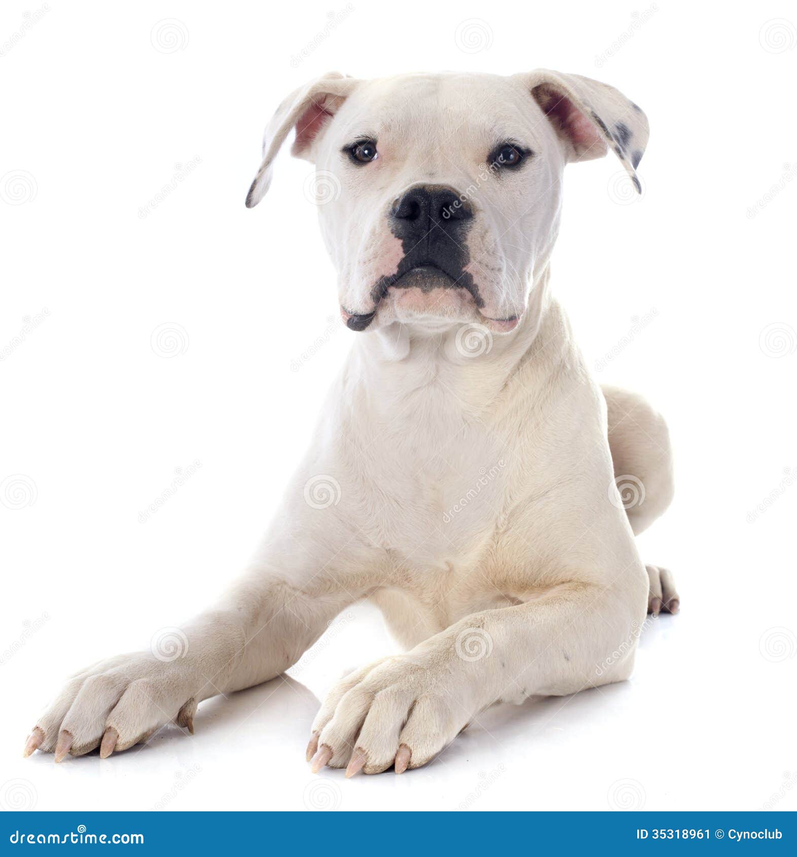 Puppy American Bulldog Stock Image - Image: 35318961