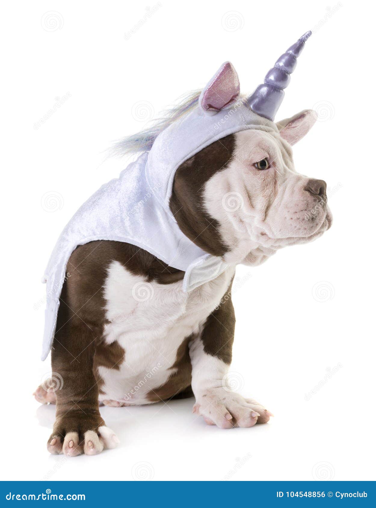 american bully coats