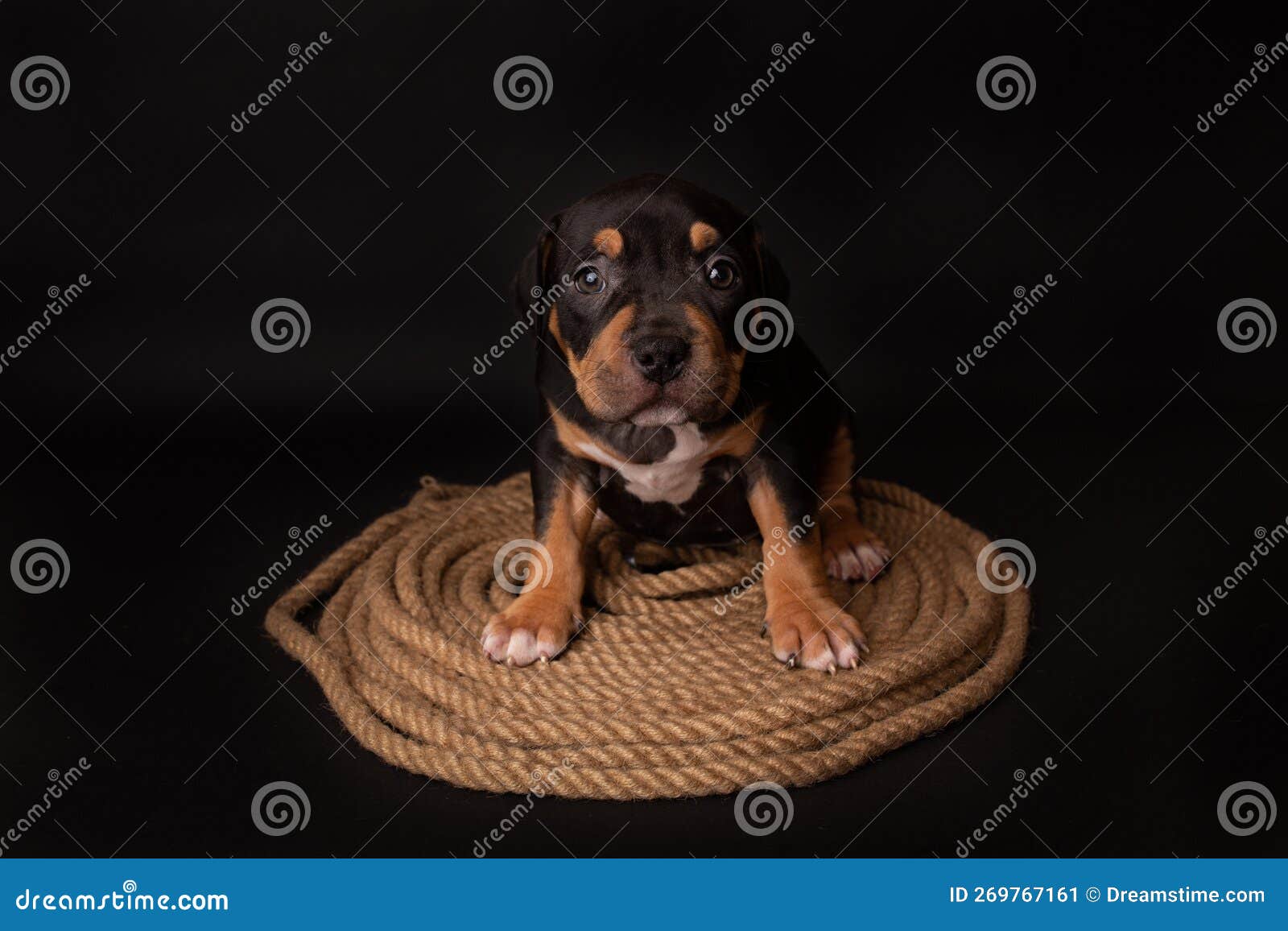 puppy american pit bull terrier sitt on a jute cord on black background