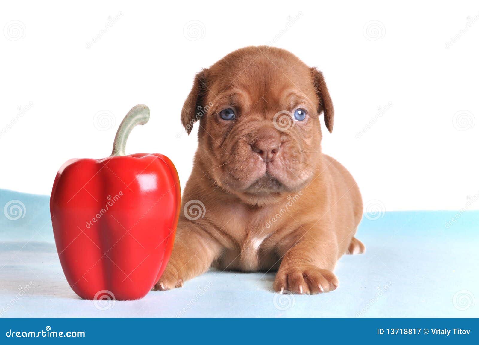 Puppy as small as Pepper stock image. Image of beautiful 13718817