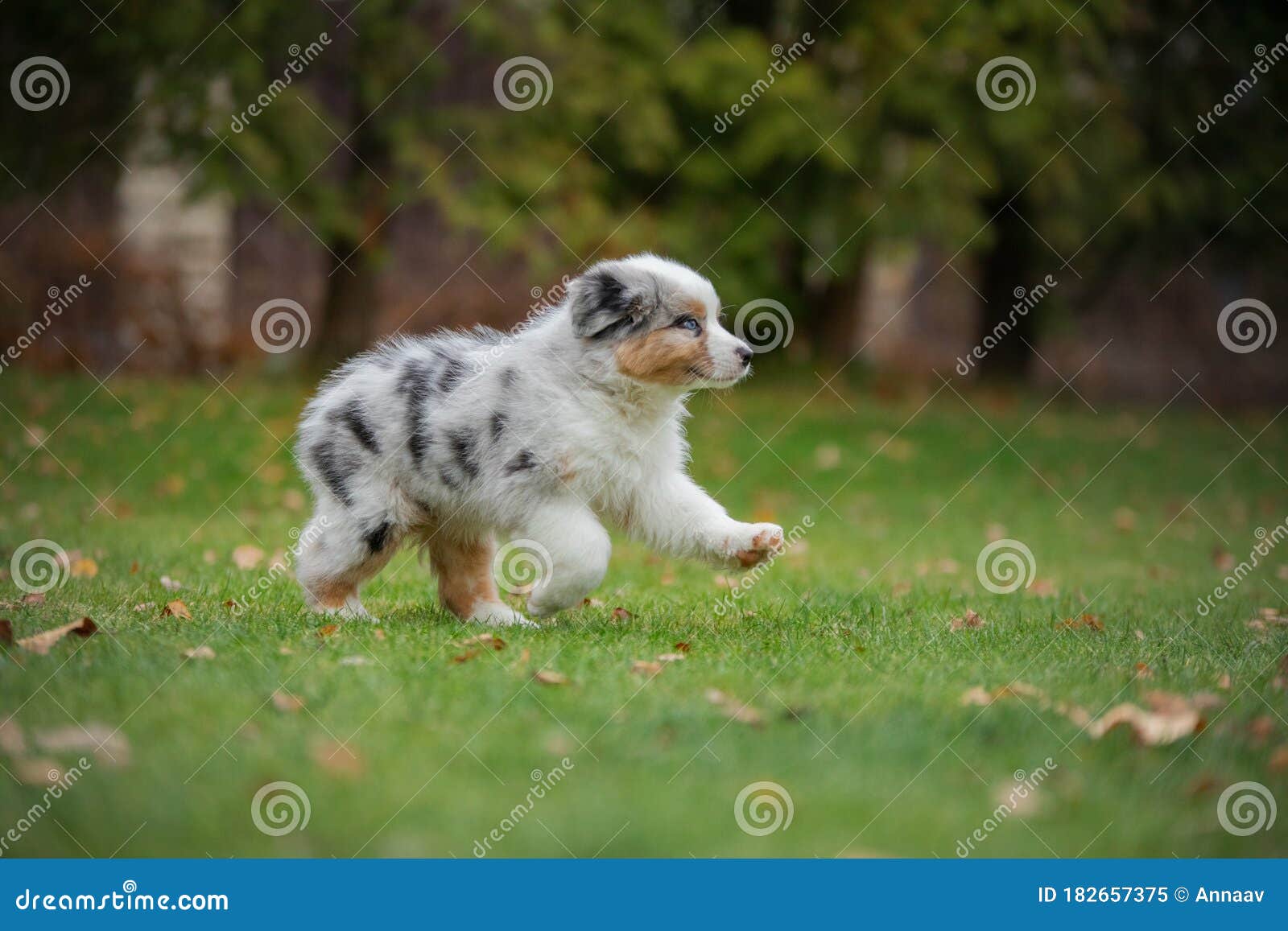 Puppy Australian Shepherd Plays. Pet Plays . Dog in the Yard on the ...