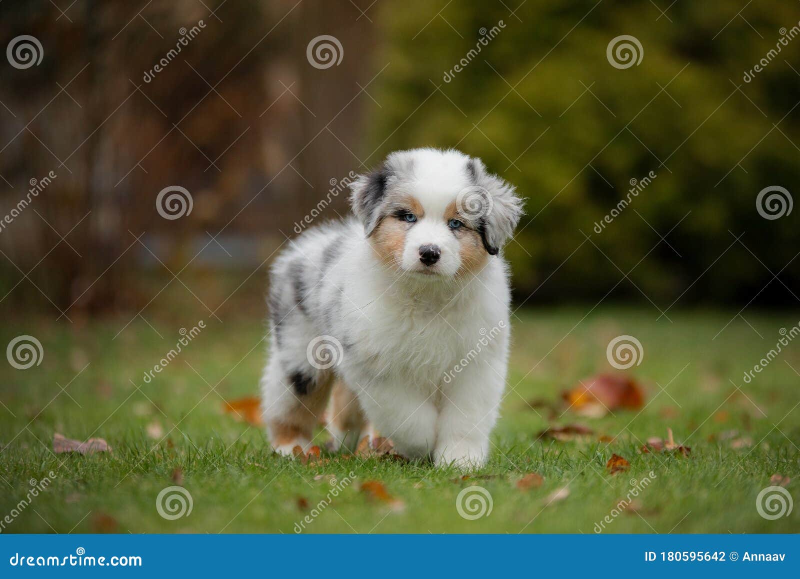 Puppy Australian Shepherd Plays. Pet Plays . Dog in the Yard on the ...