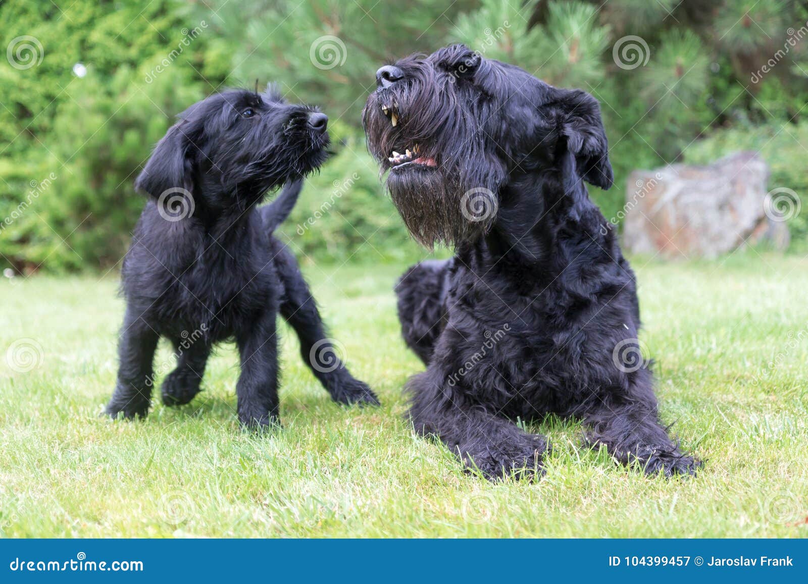 giant schnauzer bark