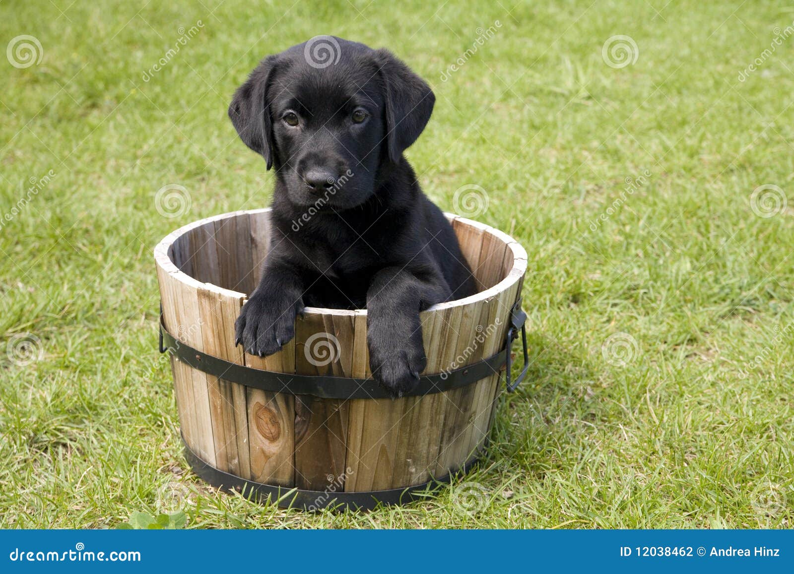 Puppy in a Barrel stock photo. Image of backyard, black 12038462