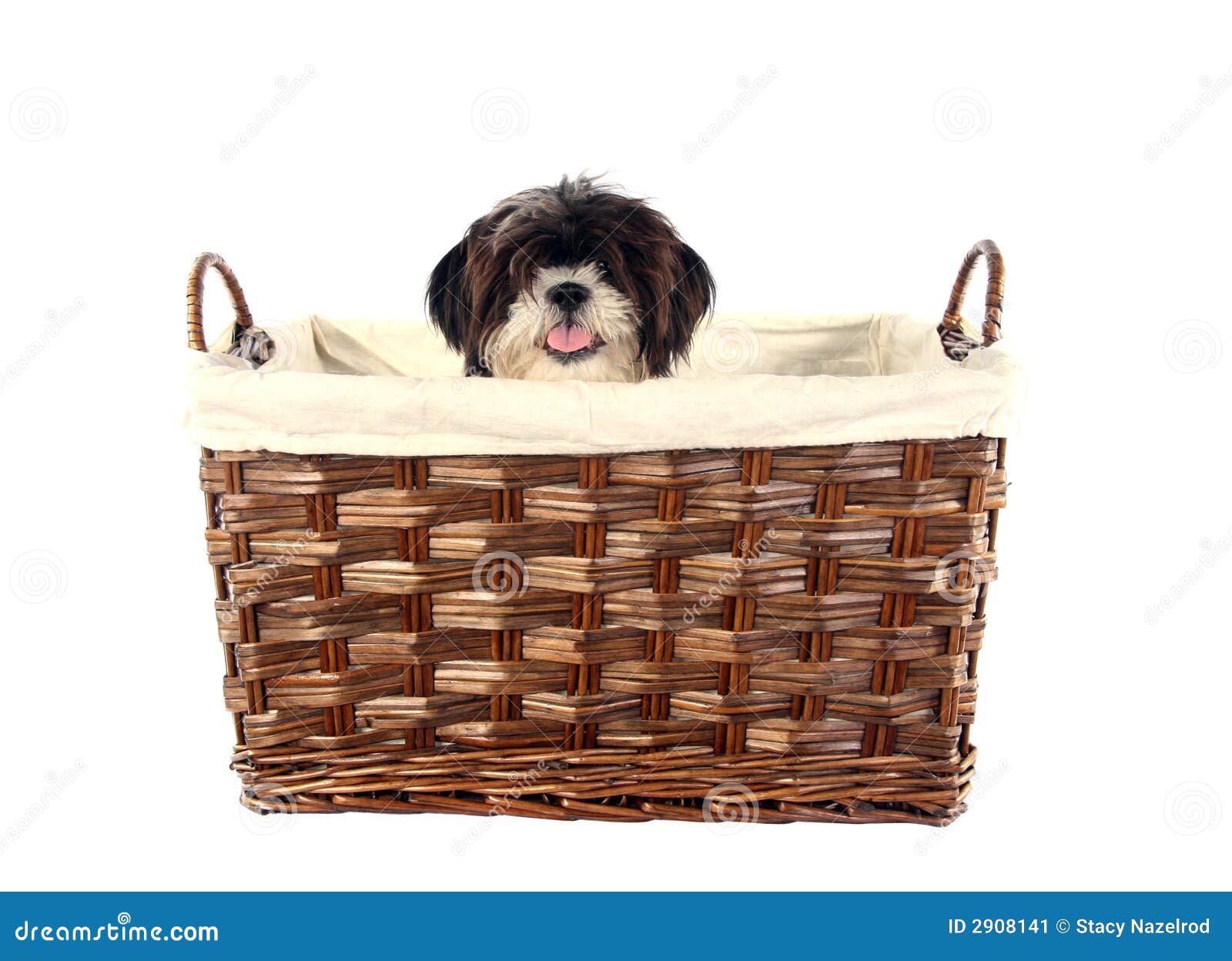 Puppy basket stock image. Image of friendship, breed, basket 2908141
