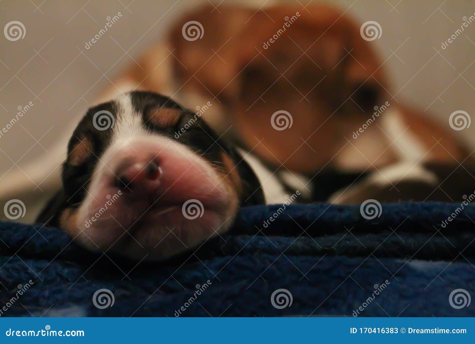 puppy beagle sleeping tight