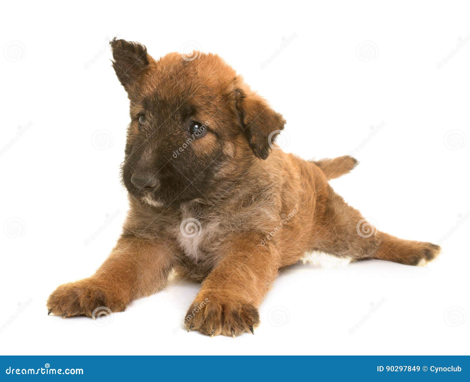 Puppy Belgian Shepherd Dog Laekenois Stock Image Image Of Breeding Studio 90297849