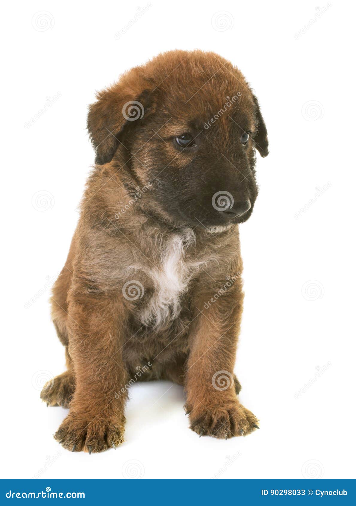 Puppy Belgian Shepherd Dog Laekenois Stock Image Image Of Shepherd Breeding 90298033