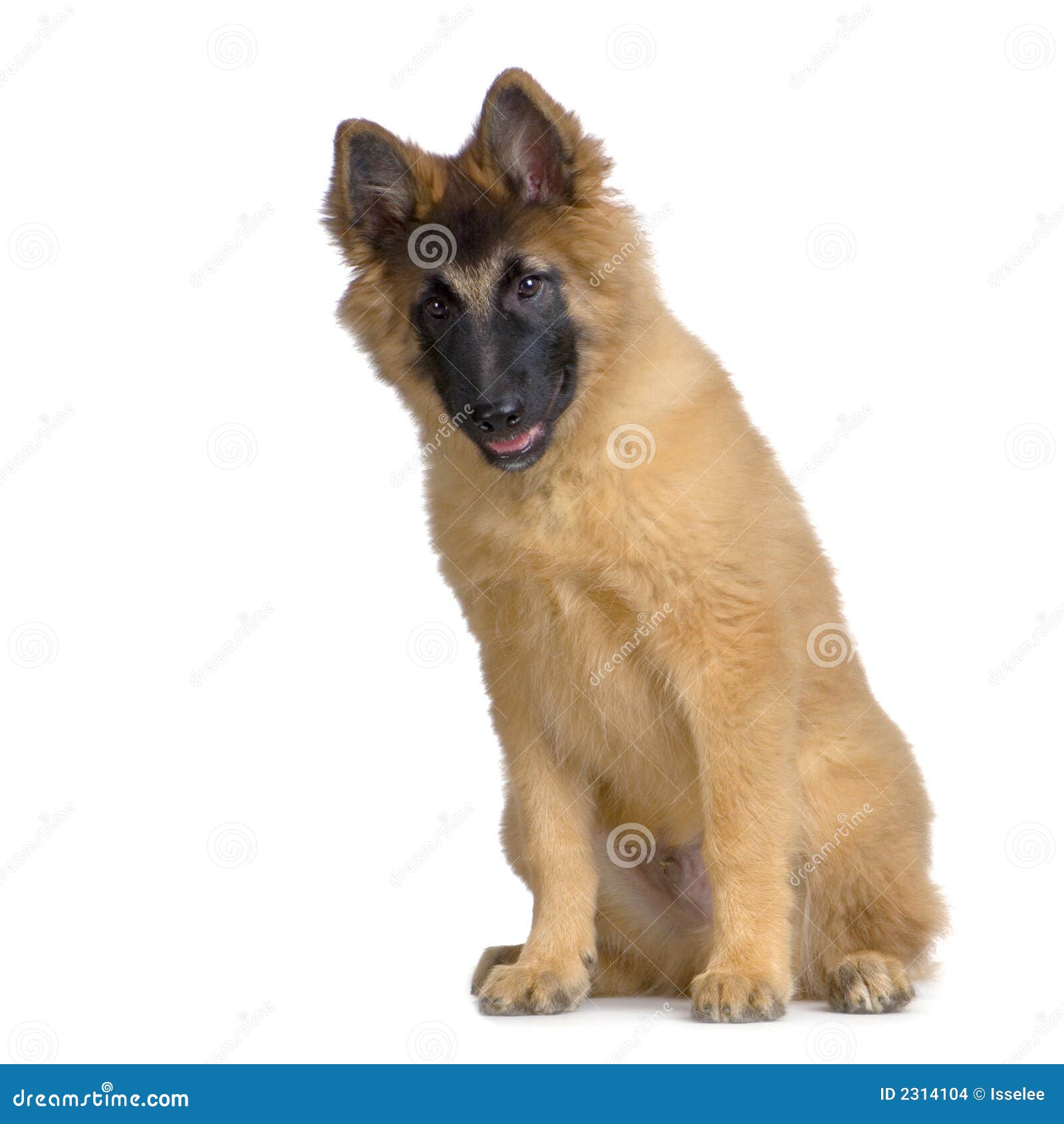 Puppy Belgian Tervuren Stock Images - Image: 2314104