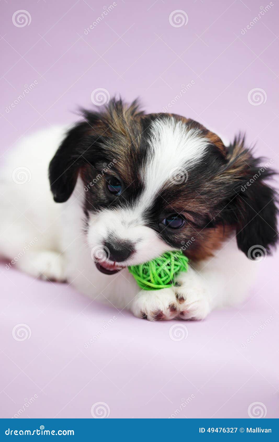 Puppy biting ball stock image. Image of nature, animals 49476327