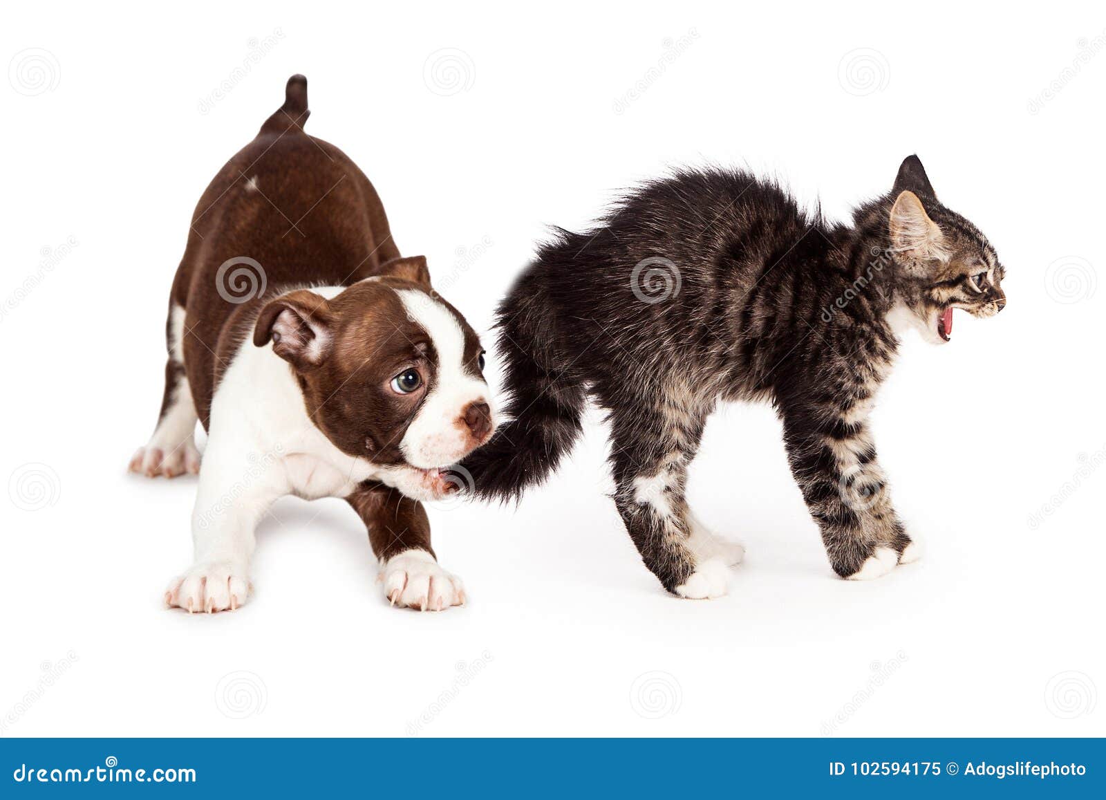 Angry kitten Stock Photos, Royalty Free Angry kitten Images