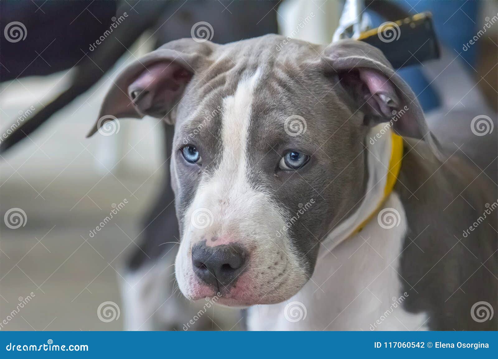 Fonkelnieuw Portrait Of An American Staffordshire Terrier. Stock Photo - Image XV-04