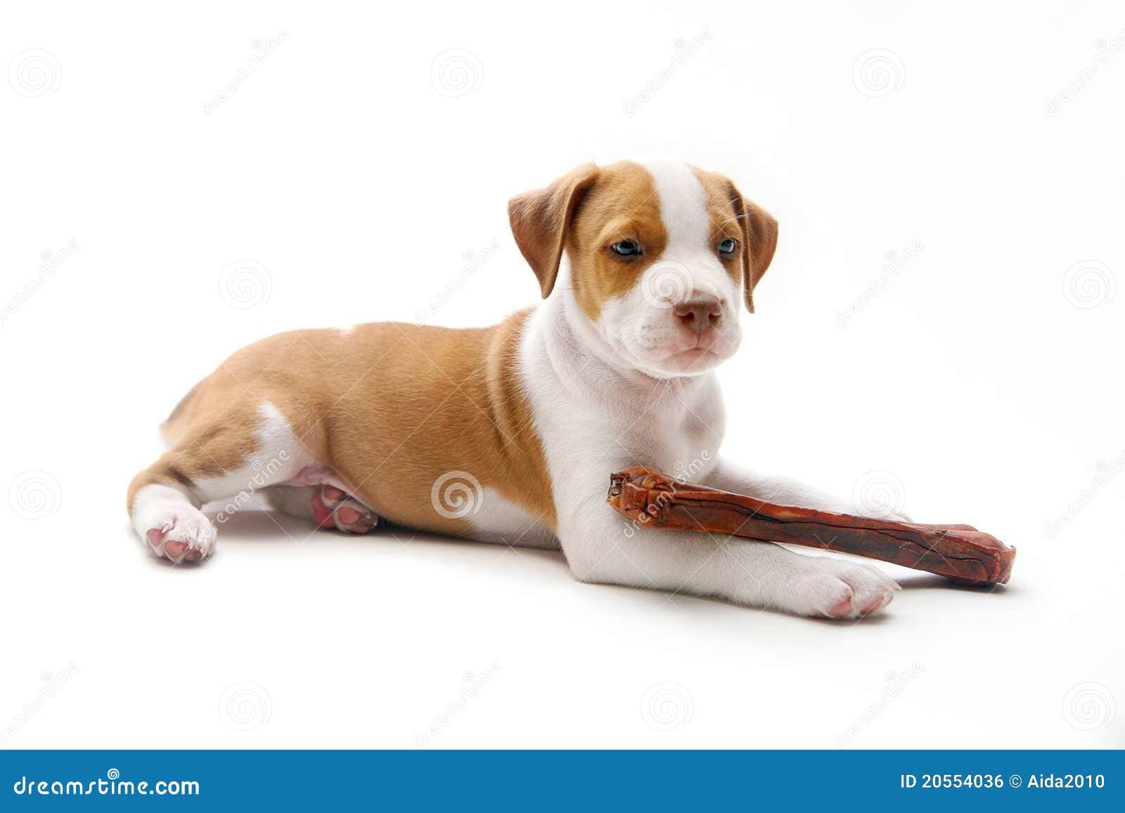 Puppy and bone stock photo. Image of bone, breed, adorable 20554036