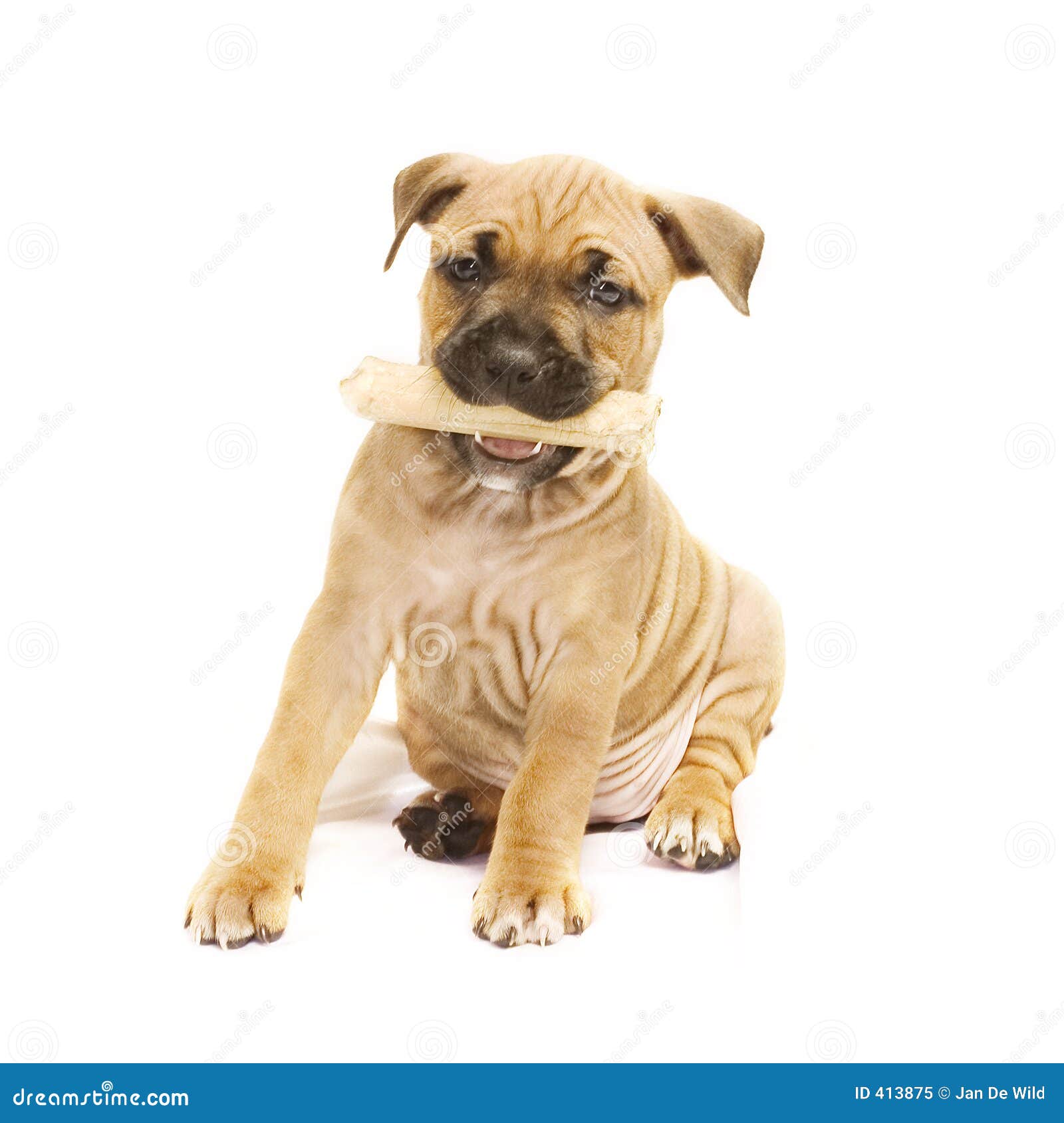 Puppy with bone stock image. Image of stafford, cute, adorable 413875