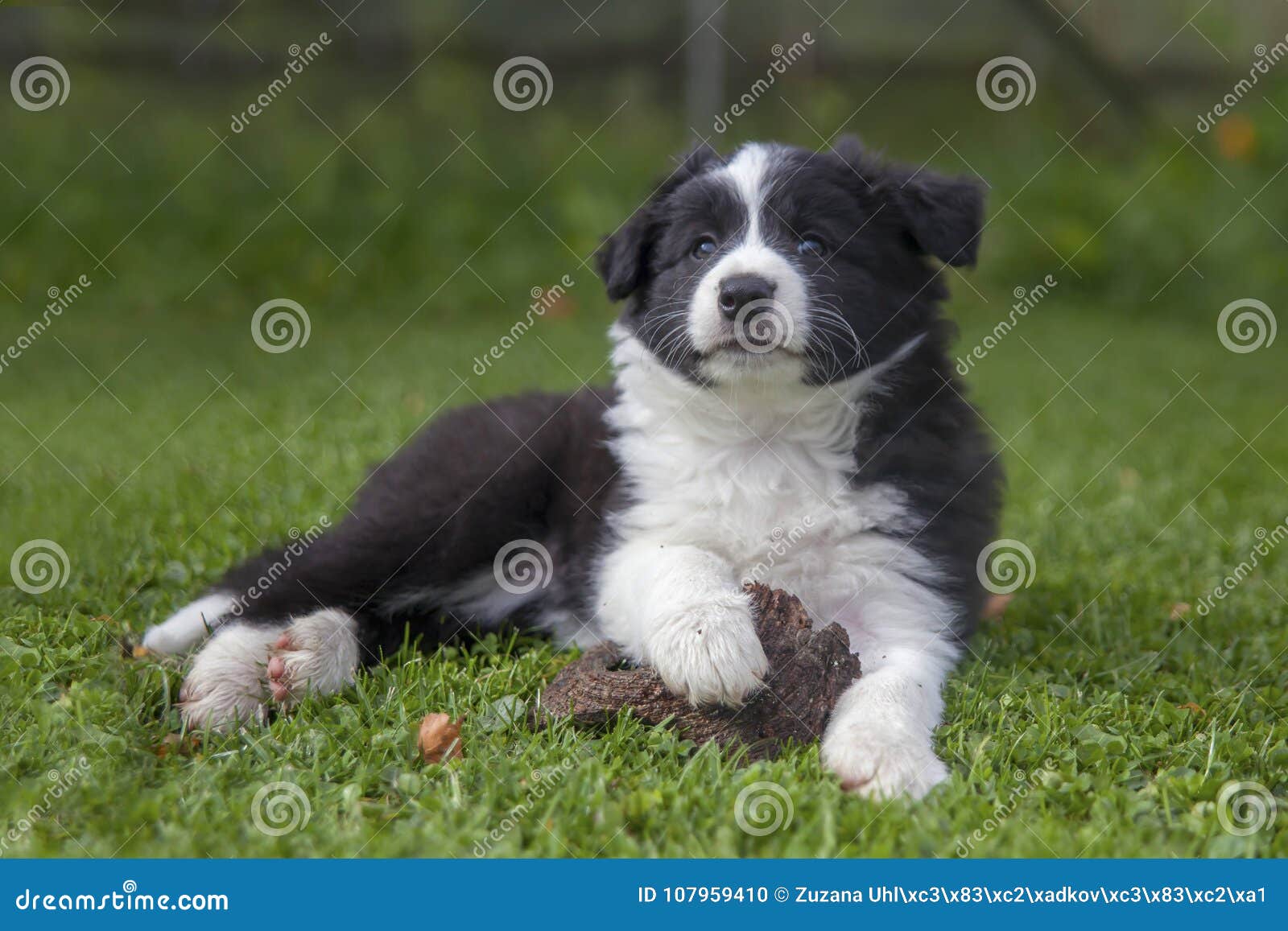 cute puppies border collie