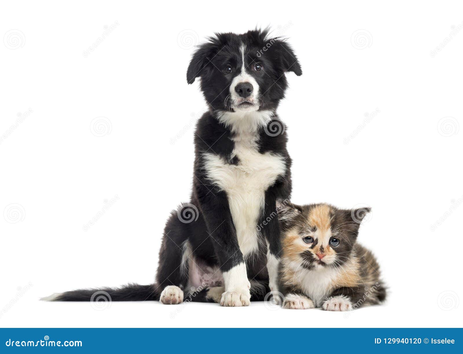 Puppy Border Collie And European Shorthair Kitten Stock Photo Image Of Portrait Black 129940120