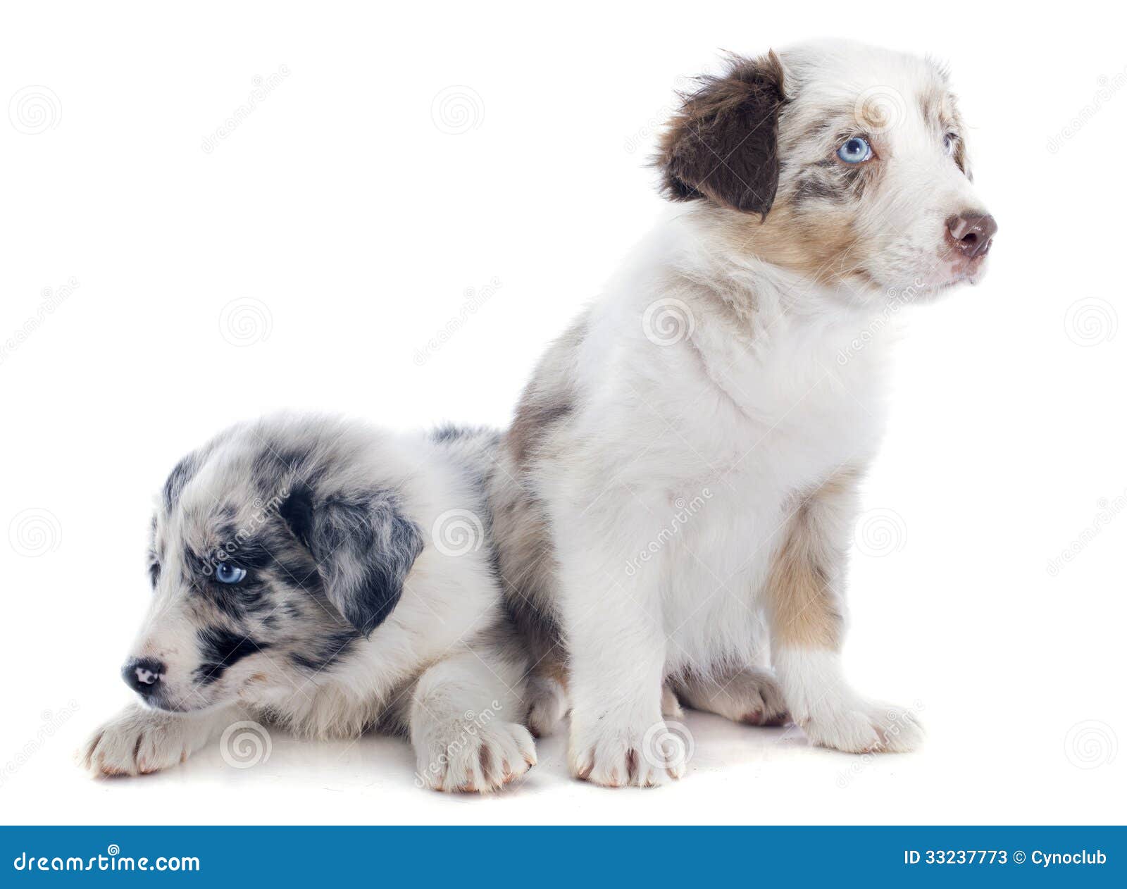 Puppy border collies stock image. Image of pedigree, gray 33237773