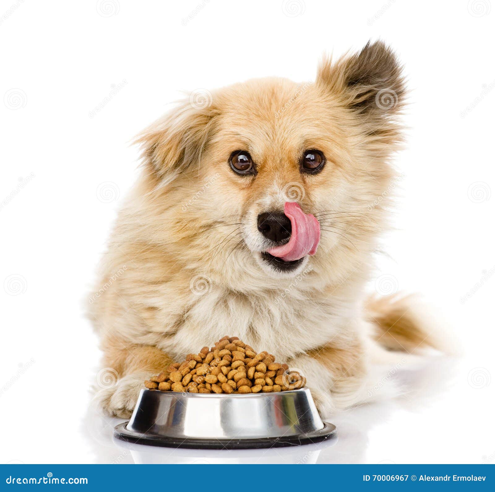 3,920 Lassie Stock Photos - Free & Royalty-Free Stock Photos from Dreamstime