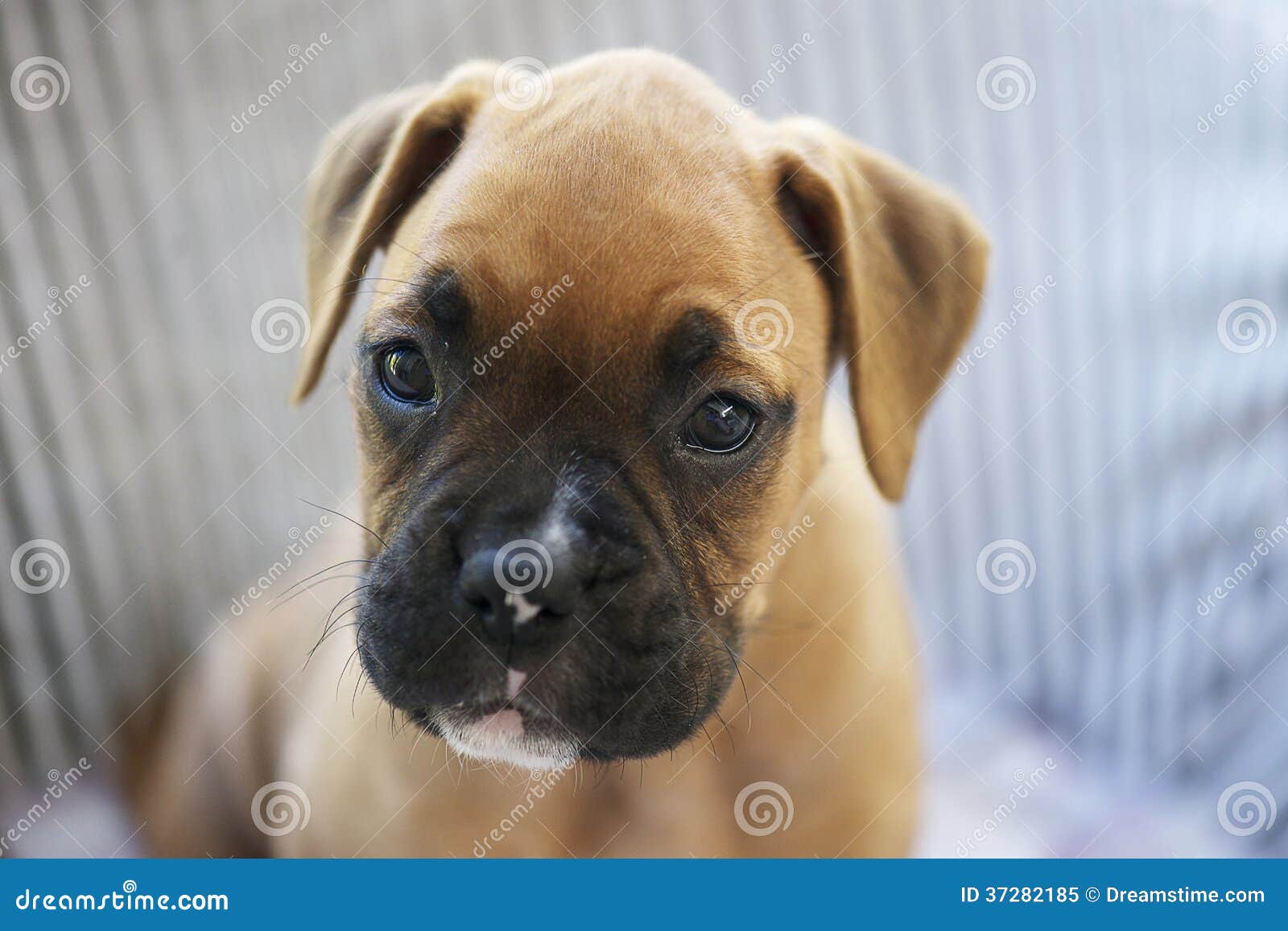 Puppy Boxer Dog stock image. Image of adorable, nose 37282185