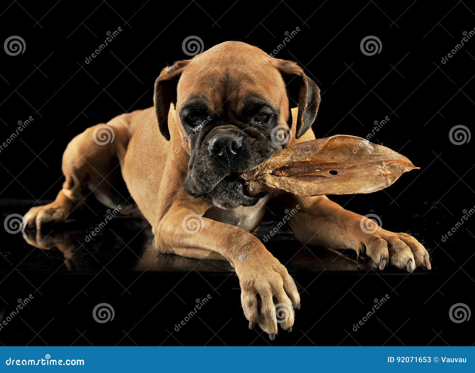 Puppy Boxer Lying in Black Studio with Pig Ear Stock Image Image of
