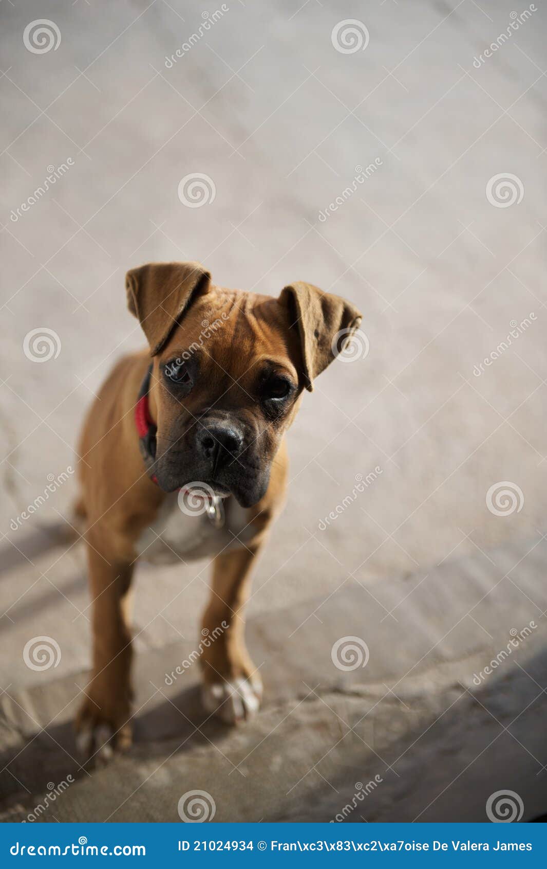 Puppy (boxer) Staring with Mournful Curiosity Stock Photo Image of